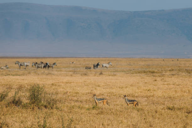 Wildlife At Ngorongoro Crater